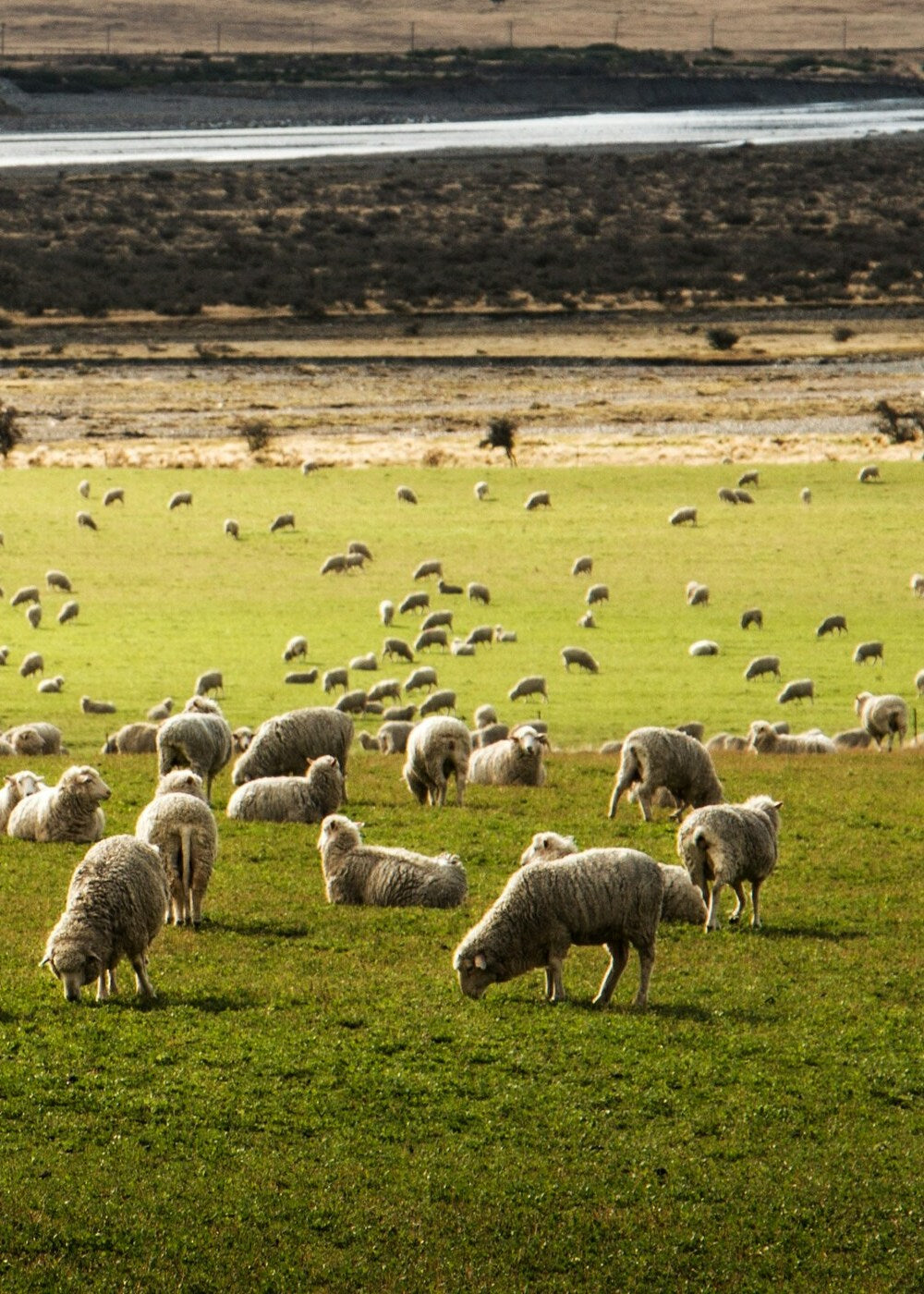 wool jackets sheep leather